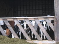 Chemanius Spring Meeting